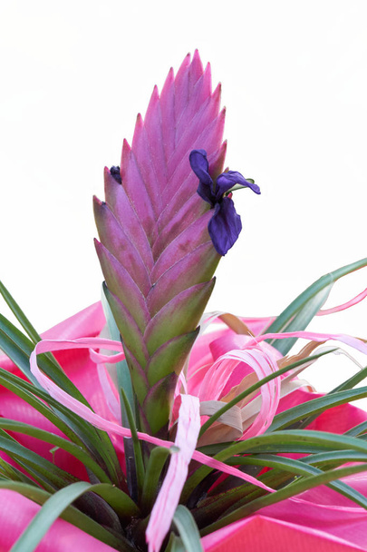 vriesea carinata flower in the vase - Photo, Image