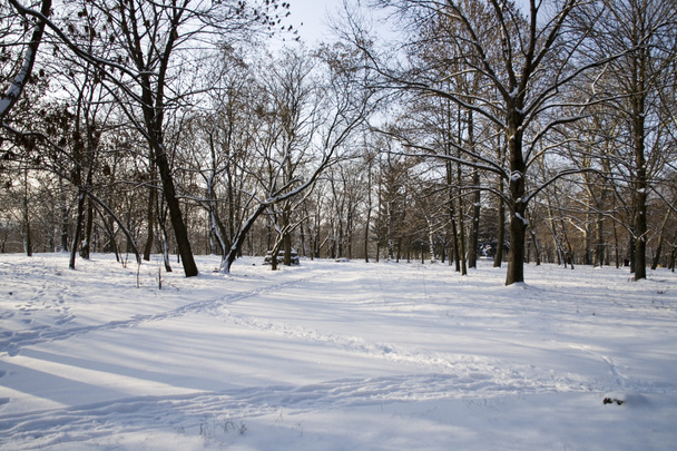 Winter landscape - Foto, imagen