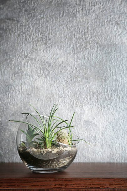 Florarium with succulents and cactus - Zdjęcie, obraz