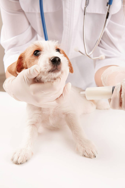 Veterinario dando medicina a perro divertido
 - Foto, Imagen