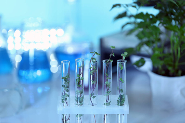 Plants in test tubes  - Foto, Imagem