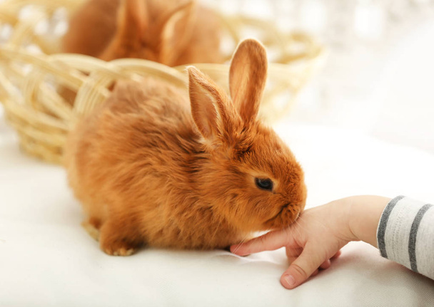 Hand of child playing with cute rabbit at home - Φωτογραφία, εικόνα