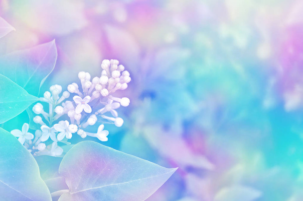  Bando de flores de lilás
 - Foto, Imagem