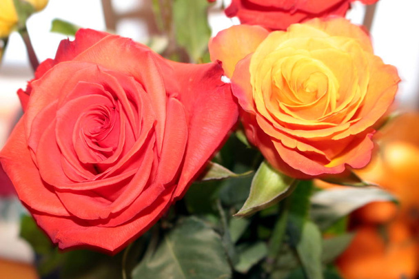 algunas rosas de colores
 - Foto, Imagen