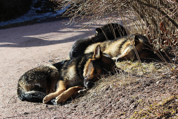 Varios perros callejeros duermen en el parque y toman el sol en el sol de primavera
. - Foto, imagen