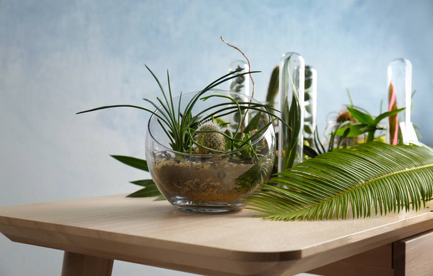 Florarium in glass vase with succulents - Foto, Imagen