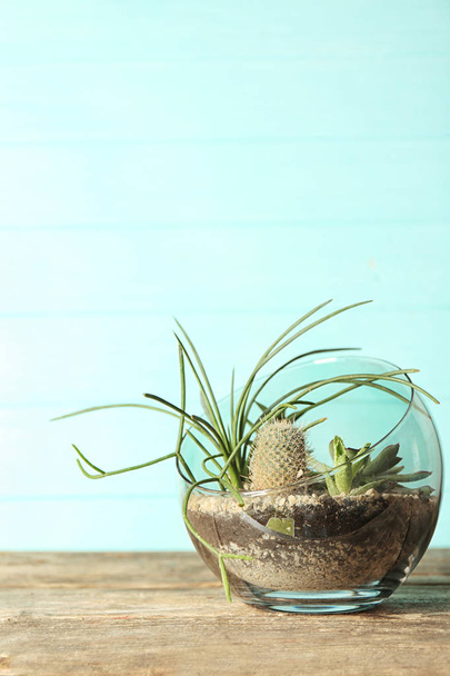 Glass pot with succulents - Фото, изображение