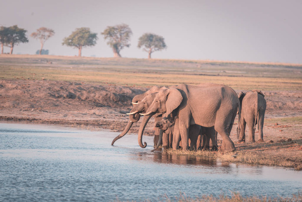 Afrikai elefánt ivóvíz Chobe folyó napnyugtakor csoportja. Vadon élő állatok Safari és a hajó cruise a határ Chobe nemzeti parkban, Namíbia, Botswana, Afrika. Tónusú kép. - Fotó, kép