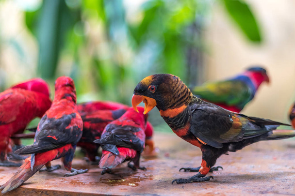 Pájaro loro salvaje. Colorido loro en el zoológico de Bali, Indonesia
. - Foto, imagen