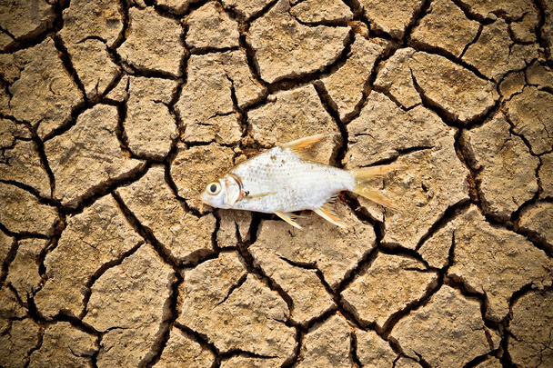 риба померла на тріснутій землі
 - Фото, зображення