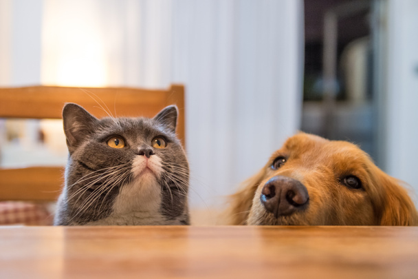 İngiliz kedi ve Golden Retriever, çekim kapalı - Fotoğraf, Görsel