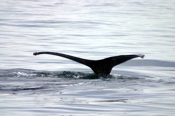Nageoire caudale d'une baleine grise dans l'Atlantique
 - Photo, image