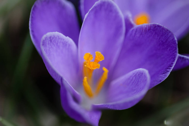 Fermeture des fleurs de crocus violet au début du printemps - Photo, image
