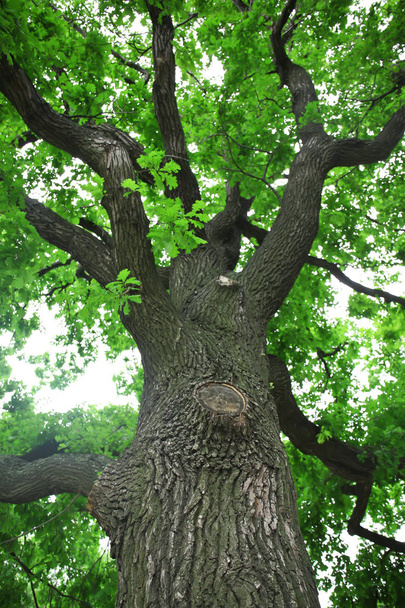 Big green tree - Photo, image