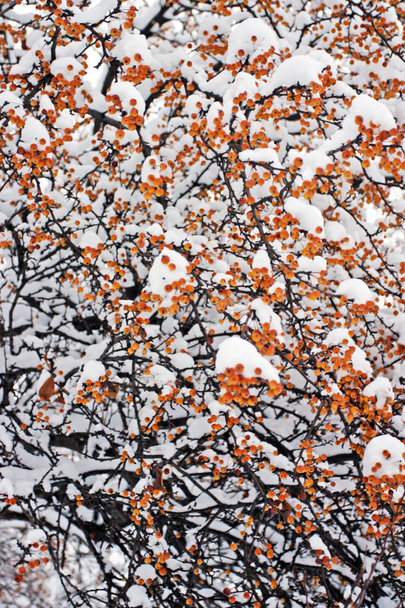 ボストンの冬のストック イメージ - 写真・画像