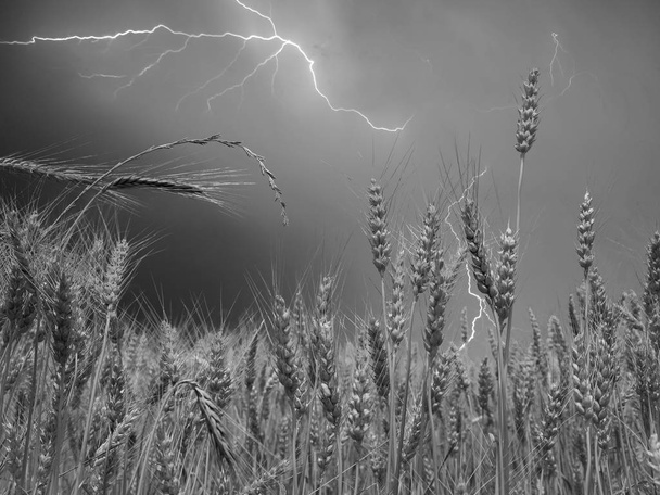 Wheat Field in Thunderstorm - Photo, Image