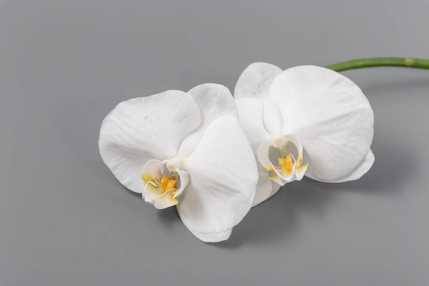Beautiful fresh bright orchid on a gray background - Photo, Image