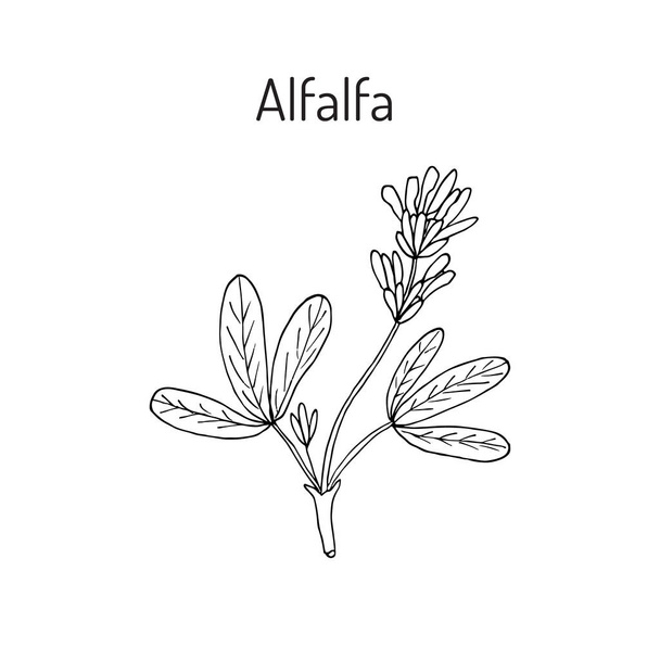 Alfalfa botanical vector illustration - Vektör, Görsel