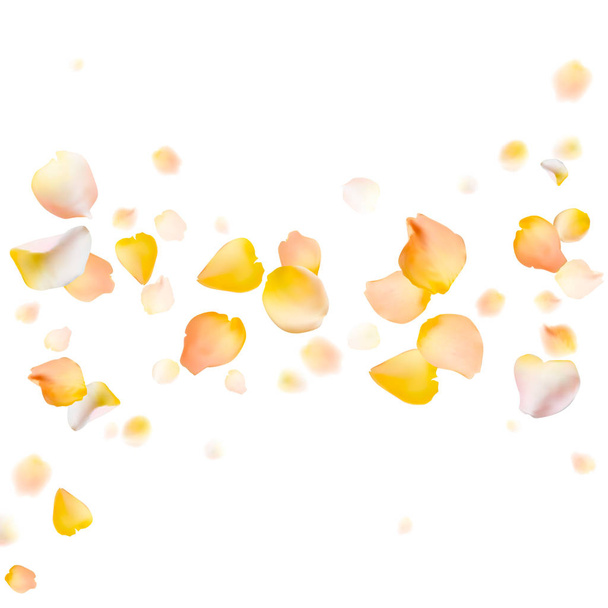 Rose petals vector background - Vector, Image