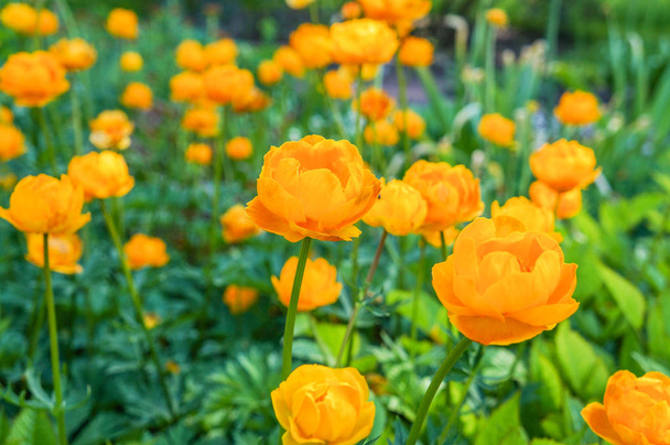  The globeflower (Trollius) blooms in the spring on a meadow  - Photo, Image