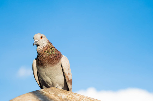 domestic pigeon bird standing on sky - Foto, Imagen