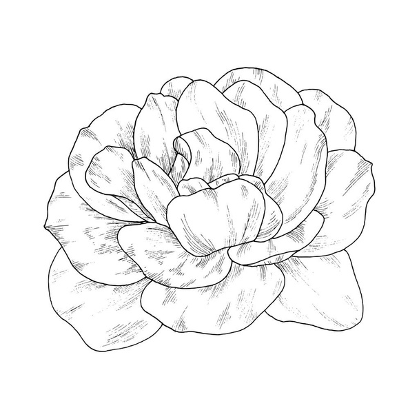 Flower ink sketch. Isolated on white background - Vetor, Imagem