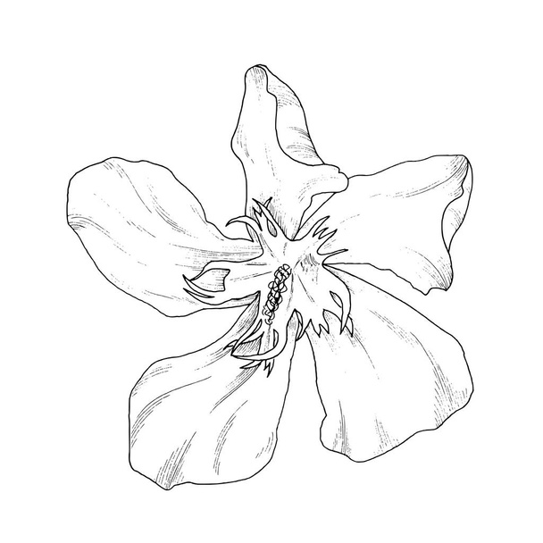 Flower ink sketch. Isolated on white background - Wektor, obraz
