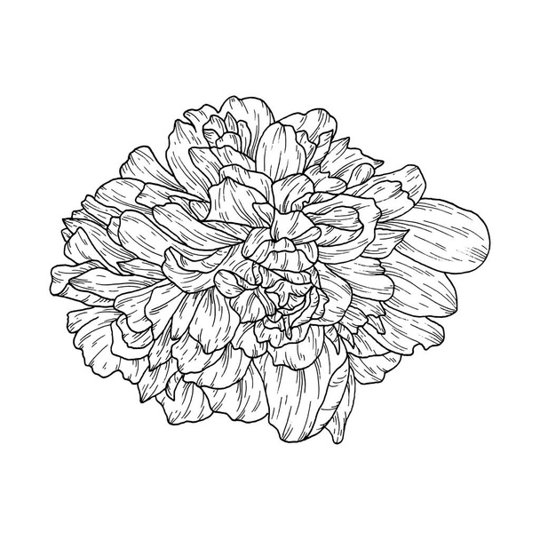 Flower ink sketch. Isolated on white background - Vektor, kép