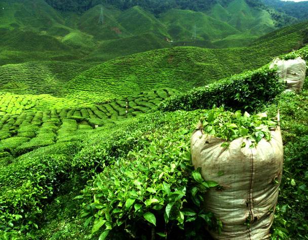 groene thee plantage - Foto, afbeelding