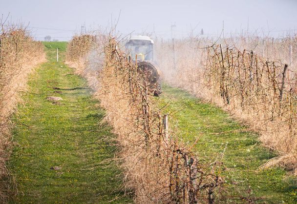 Traktor sprüht Insektizid in Apfelplantage - Foto, Bild