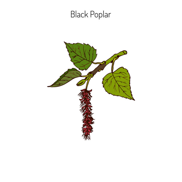 Black poplar branch - Vektori, kuva