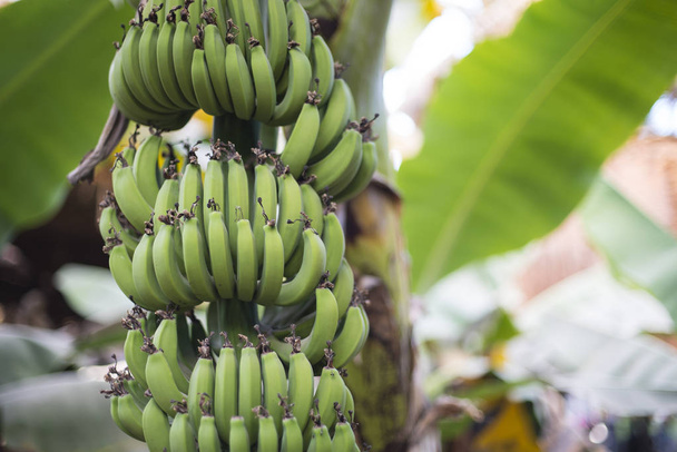 grüne Bananenplantage. viele grüne Bananen - Foto, Bild