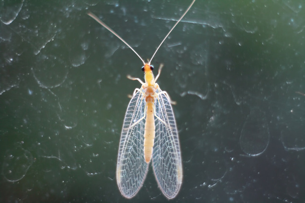 Macro-photo d'une mouche du jour
 - Photo, image