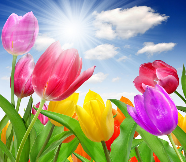 Tulipanes de colores
 - Foto, Imagen
