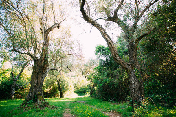 オリーブ畑とモンテネグロの庭園 - 写真・画像