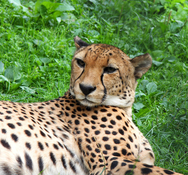 Cheetah portrait against the background of a green grass. Africa - Fotoğraf, Görsel