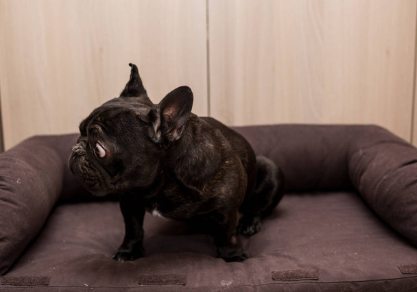 Fransız bulldog evde - Fotoğraf, Görsel