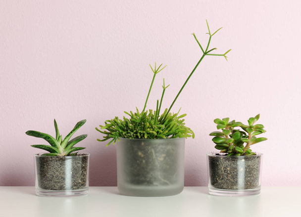 small pots with succulent plants - Фото, зображення