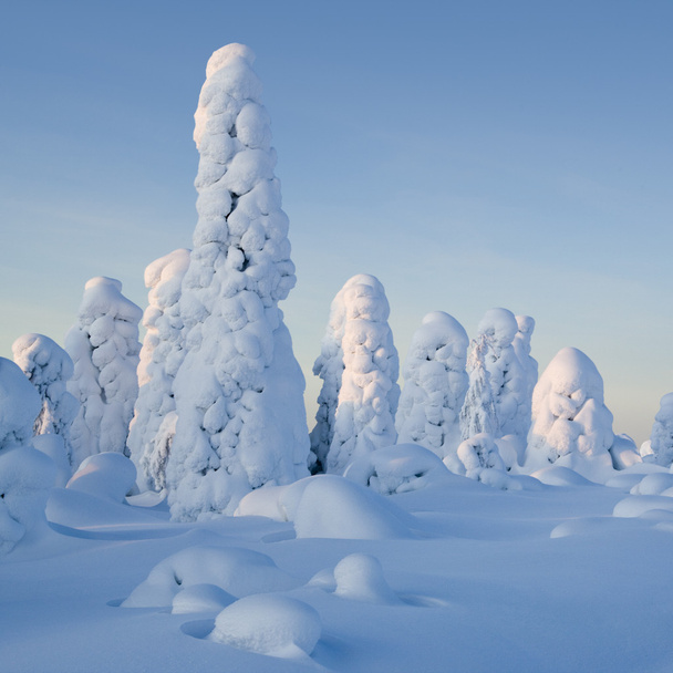 Northern Ural Mountains. Fantastic snow figures on trees. Frosty morning on border with Siberia. - Photo, Image