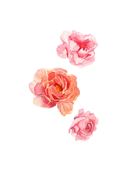 watercolor illustration of flower pink peony on white background - Photo, Image