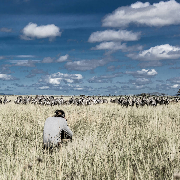 写真家、セレンゲティ国立公園のシマウマのグループ - 写真・画像