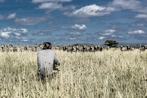 Photographer and group of zebras in Serengeti National Park - Photo, Image