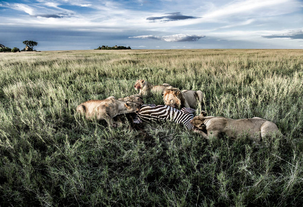 Αρσενικά και θηλυκά λιοντάρια τρώνε ζέβρες στο Εθνικό Πάρκο Σερενγκέτι - Φωτογραφία, εικόνα