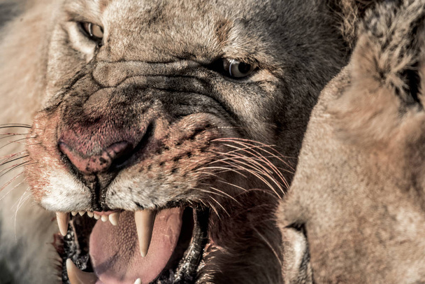 León gruñendo mientras come en el Parque Nacional del Serengeti
 - Foto, Imagen