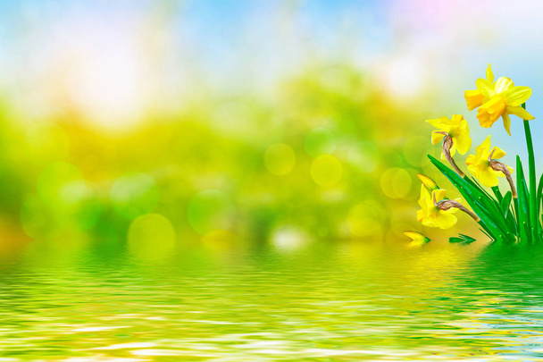 Heldere en kleurrijke bloemen narcissen - Foto, afbeelding