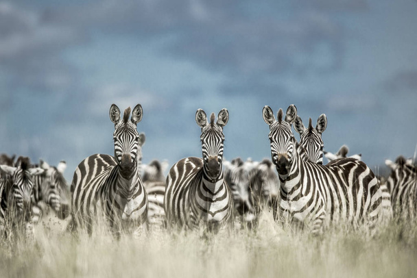 Kudde zebra in de wilde savanne, Serengeti, Afrika - Foto, afbeelding