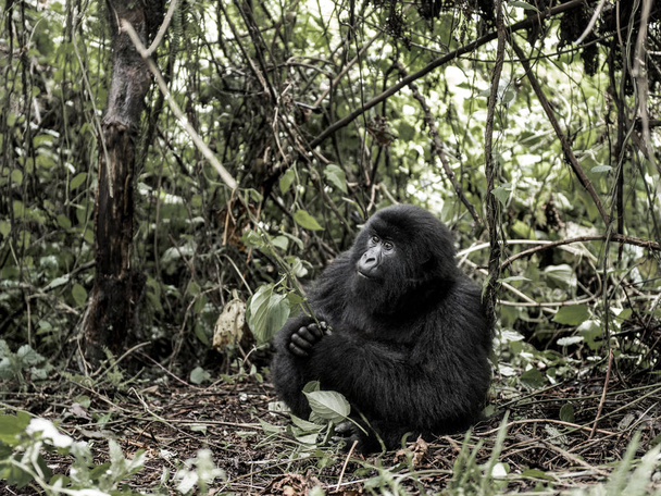 Goryl górski, Park Narodowy Wirunga, DRK, Afryka - Zdjęcie, obraz