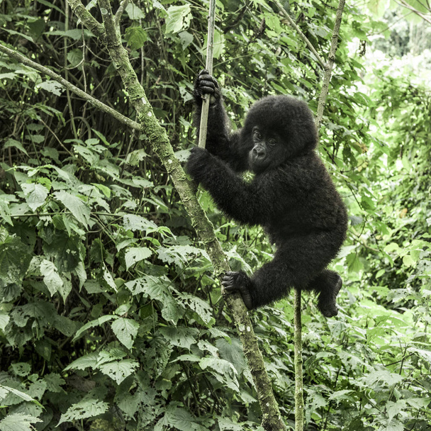 Joven gorila de montaña en el Parque Nacional Virunga, África, RDC
 - Foto, imagen