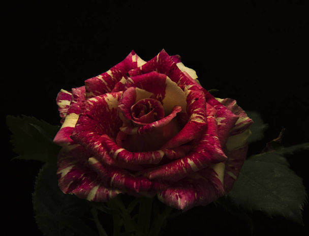 Musta ruusu
 - Valokuva, kuva