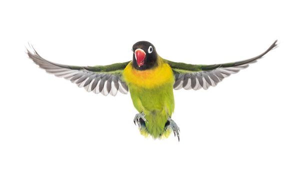 Lovebird-de-colarinho-amarelo voando, isolado em branco
 - Foto, Imagem